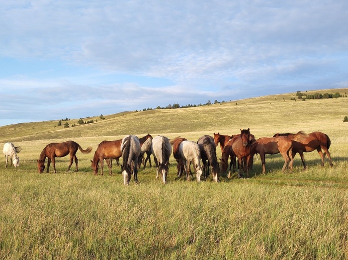 ����� ��. ����: ������ ������