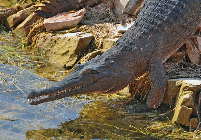 Рацион бойца состоит из рыбы и рептилий. Так что оливковый питон вполне попадает под гурманские предпочтения своего соперника!
