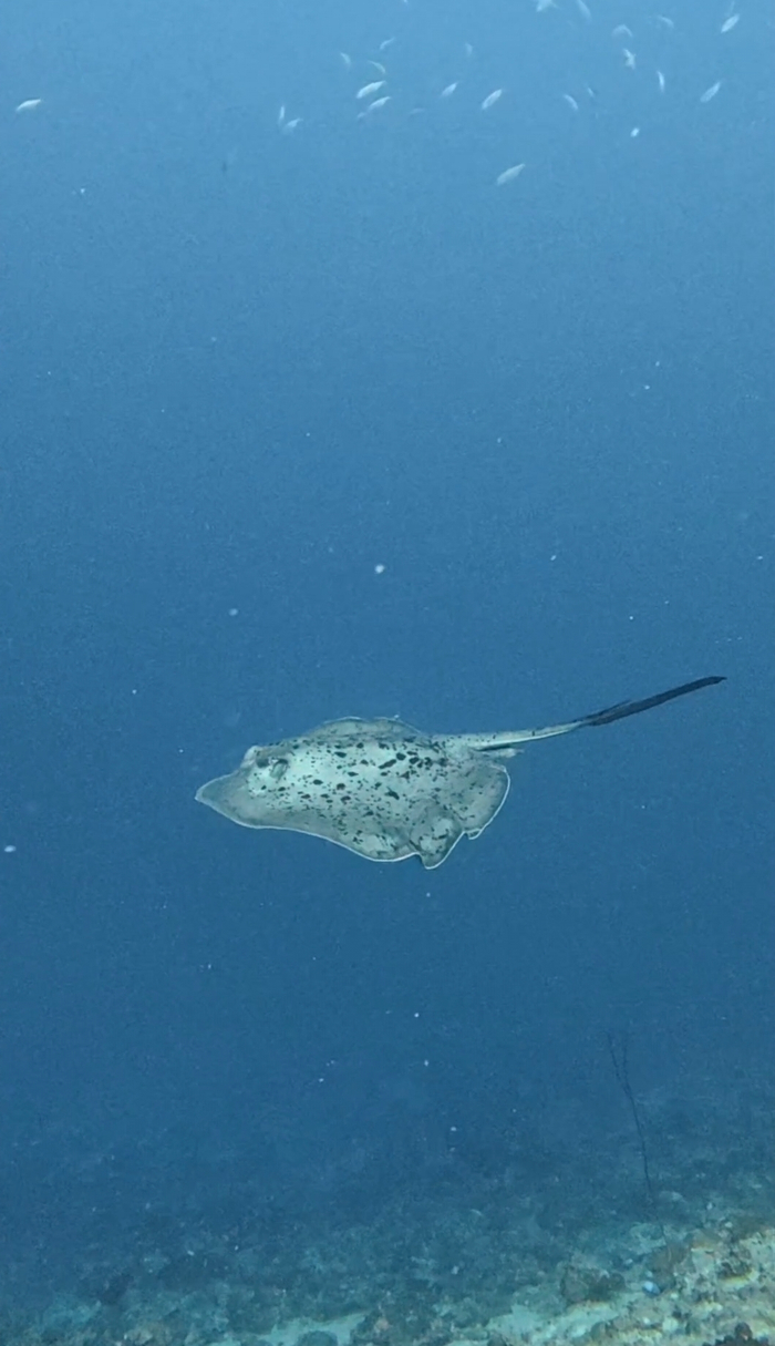 Black-blotched Stingray. ����. ������� ����� �������. ��� ���� �� ����� �����������