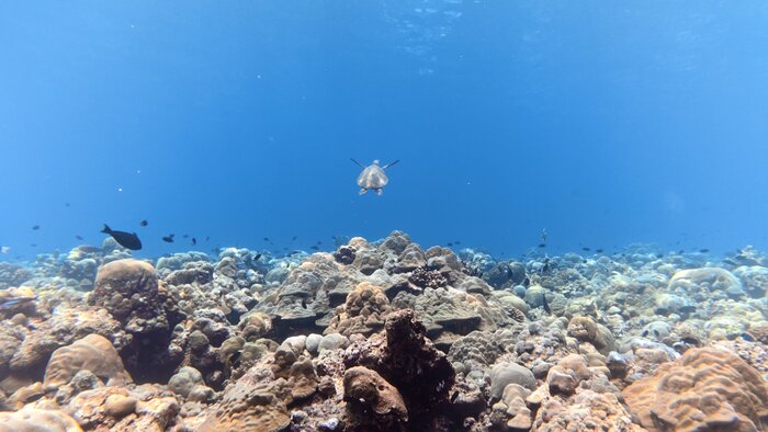 �������� ���� �������� ������� �������