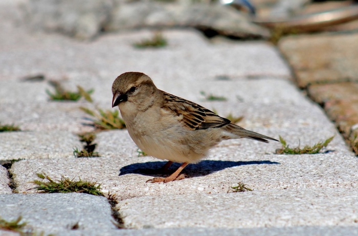 ����� �� �������, ����� � "�� ���" ����������!