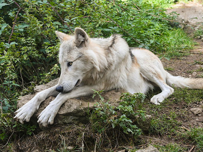 Волчица же со стороны наблюдает за «педагогическим процессом». Ей нужен тот, кто передаст опыт и научит основам БЖД, а не нанесёт травму.