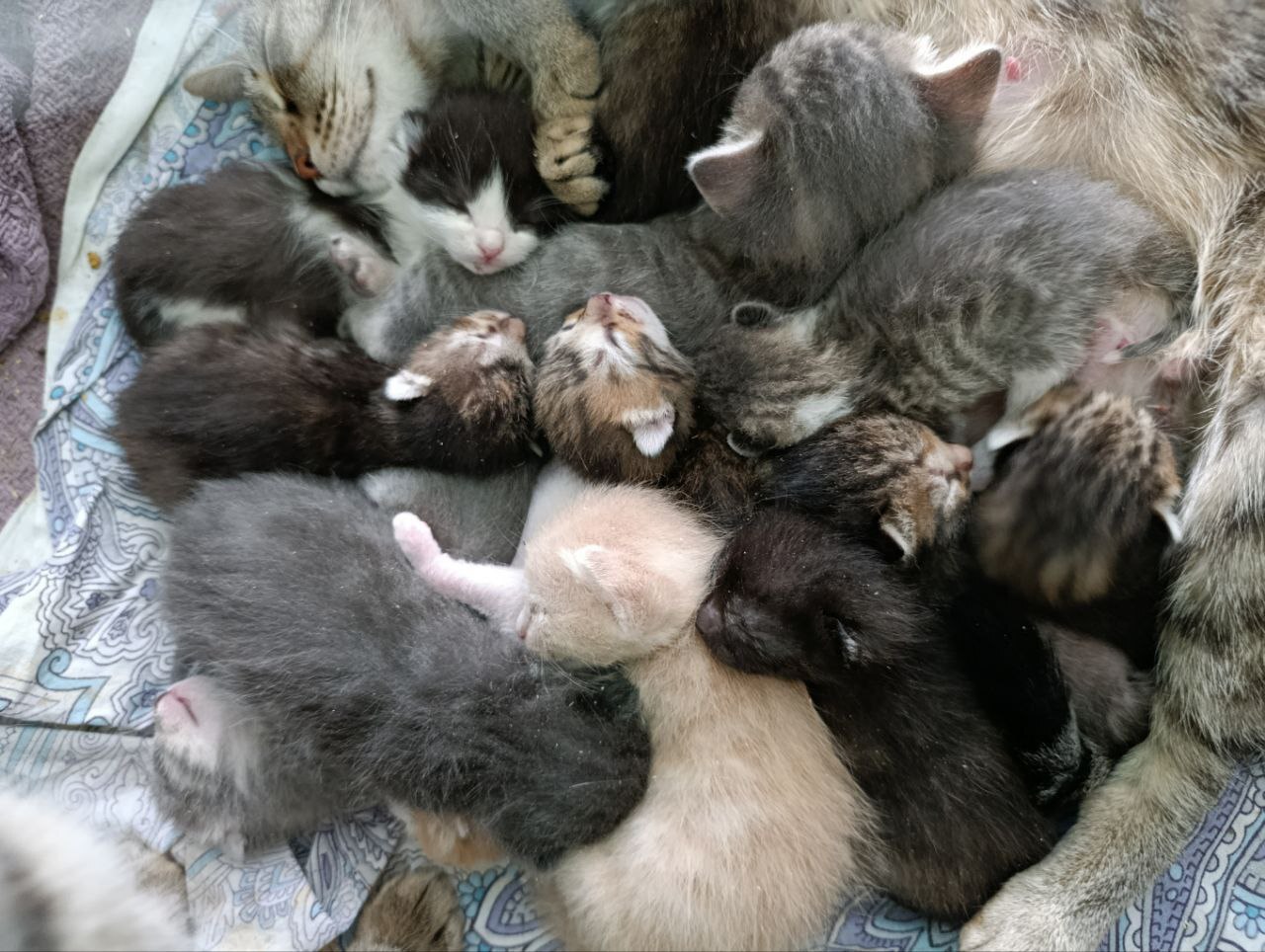 A small donation from a person is a great hope for a cat. - No rating, cat, Helping animals, Telegram (link)