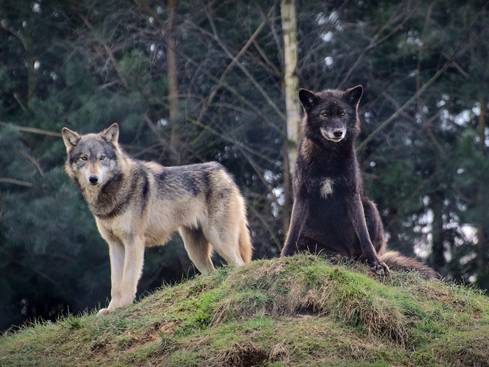 Сам по себе союз волка и собаки возможен благодаря тому, что и у Canis lupus, и у Canis lupus familiaris одинаковый набор хромосом — 78 штук. А это значит, можно получить полноценное плодовитое потомство!