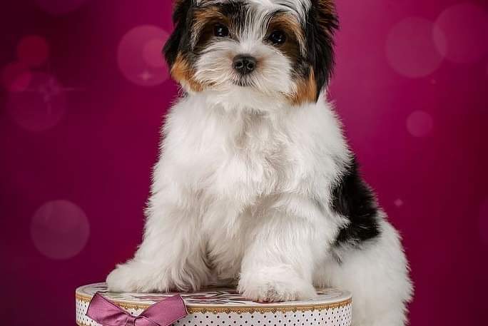 ����� �� ���� ���� �������