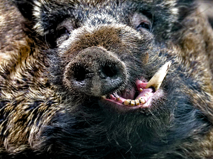 ����� ����, �������� ����� � ������ ������� ���� �������������! ������ ������ ������� �� 42 �� �� 40,5 ��� (������� � �� 20 ���), ��� ��������� �� ���������� ������� ������� �������� � ������������� ����� �����.