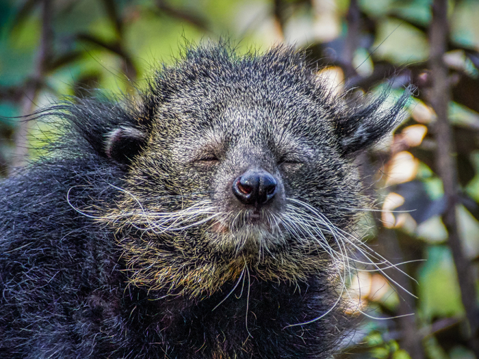 Урина самца более концентрированная, чем у самки. Именно её запах и позволяет определят половую принадлежность!