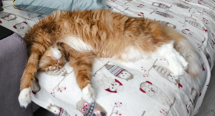 ������ �������� ����