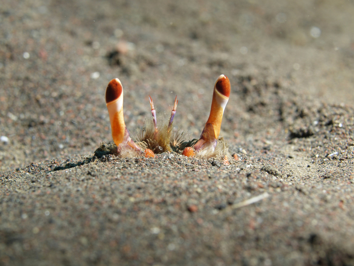 ���� ����� ���.