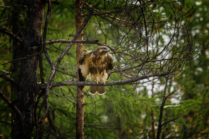 ����� ������������