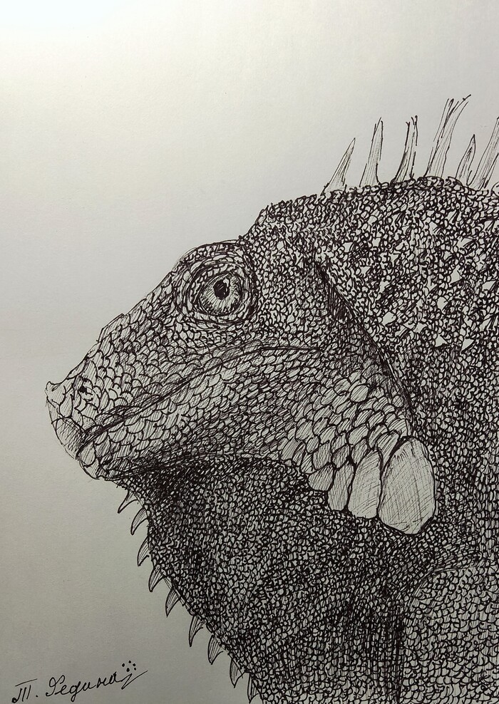 Обыкновенная игуана