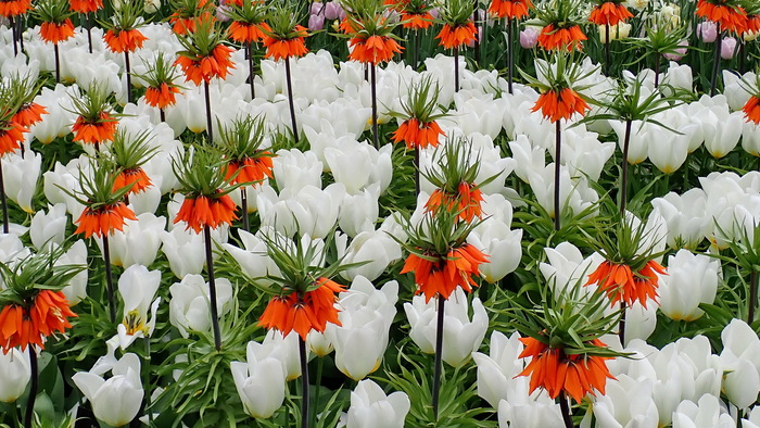 ������ ������������� (Fritillaria imperialis) ����� ��������� ����� ������ (White Triumphator)
