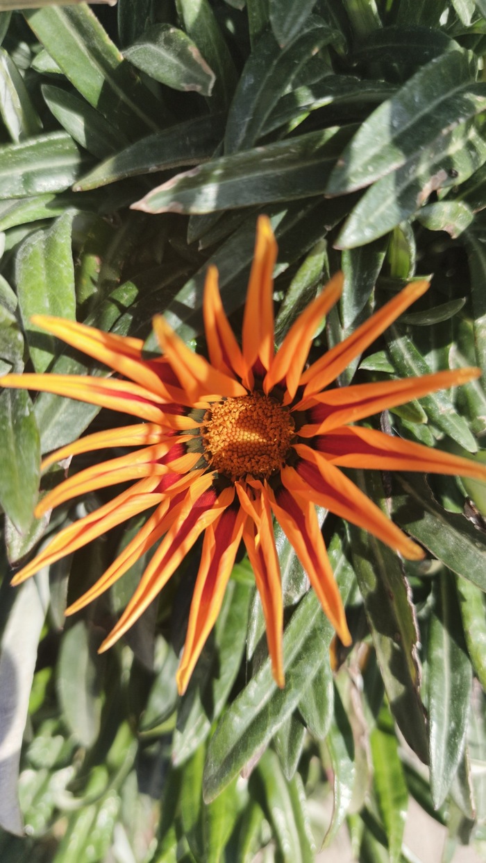 ������� (�������)