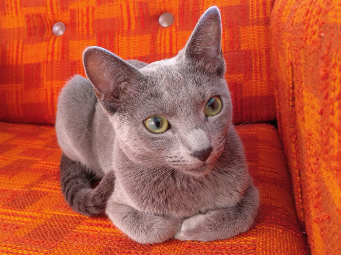 �������� ���� ��� ������ ��������.