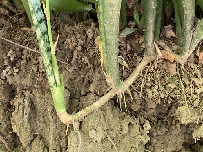 ��������� ������� ����������� (�������). ���� � ����� <!--noindex--><a href="https://pikabu.ru/story/tyoshchin_yazyik_13789361?u=http%3A%2F%2Finaturalist.org&t=inaturalist.org&h=36da29dc9fa38f53878b53b1ea8a2c5941d0e9cc" title="http://inaturalist.org" target="_blank" rel="nofollow noopener">inaturalist.org</a><!--/noindex-->.&nbsp;