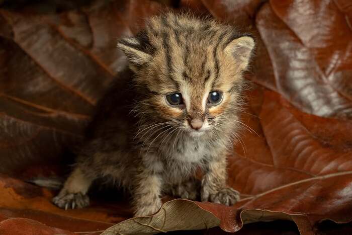 ������ �������� �����