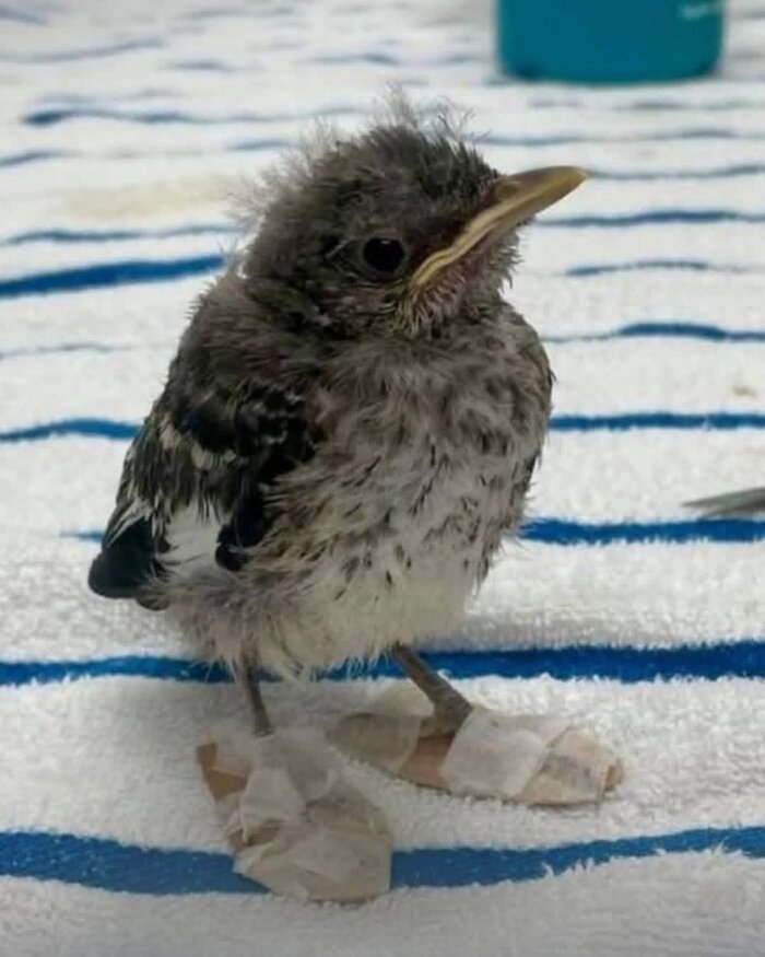 ������ ������������������� ������������, �������� �������� ����������� ������� �� ����� ��� ������� ��������� �������