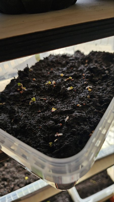 ����� ������� �������