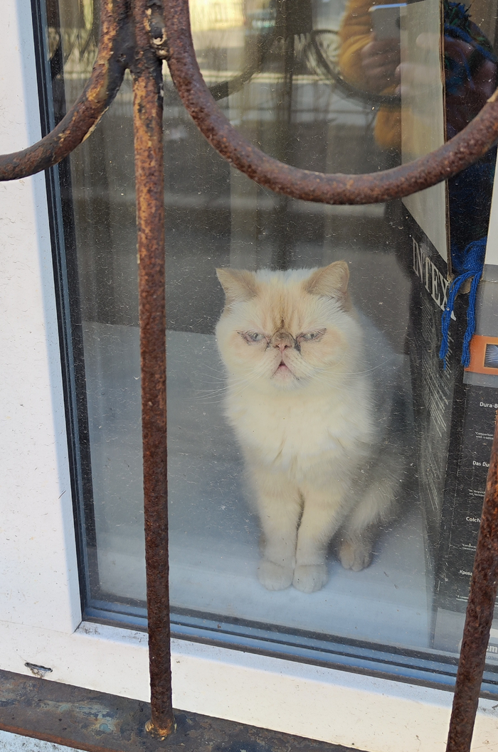 На улице март, а бедолагу заперли дома