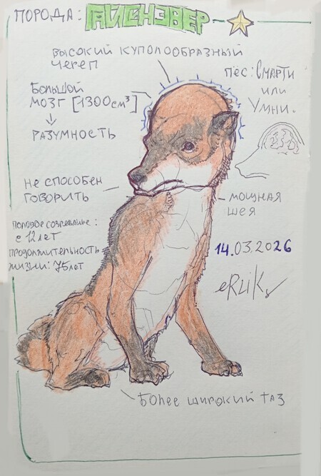 Порода Гайсинэвер