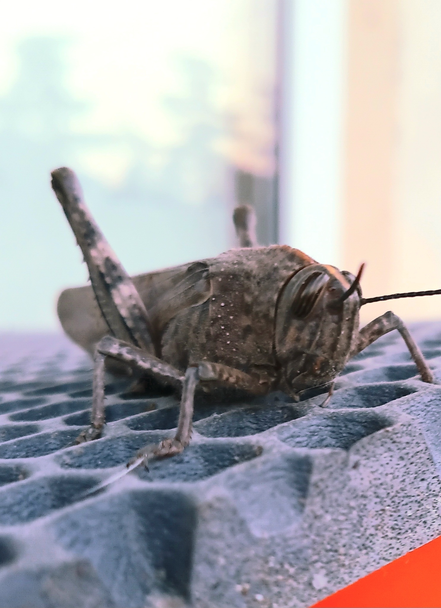 Egyptian filly - My, Mobile photography, Locust, Spring, Longpost