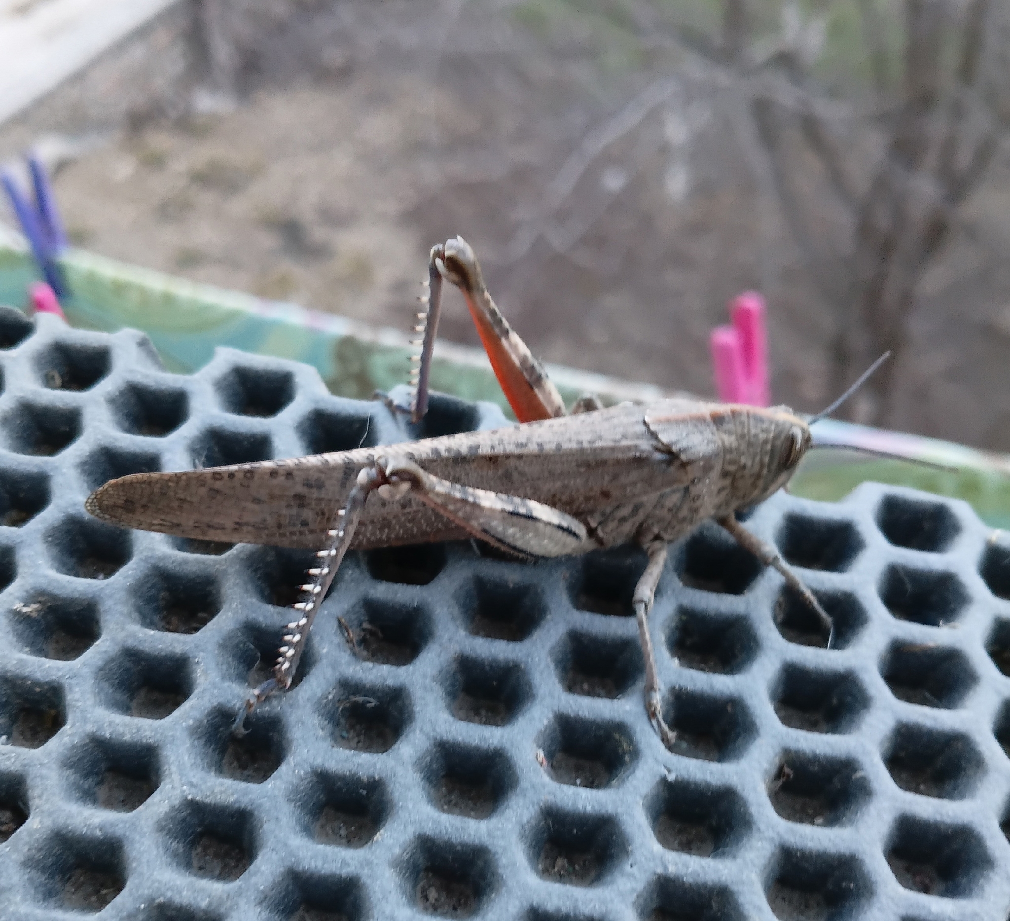 Egyptian filly - My, Mobile photography, Locust, Spring, Longpost