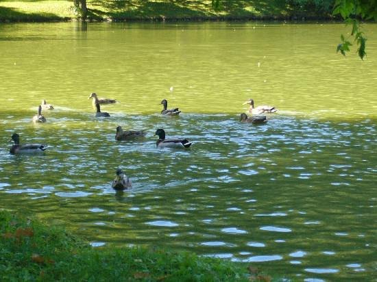 Особую гордость отца составляли два пруда — Лебединый и Княжеский.