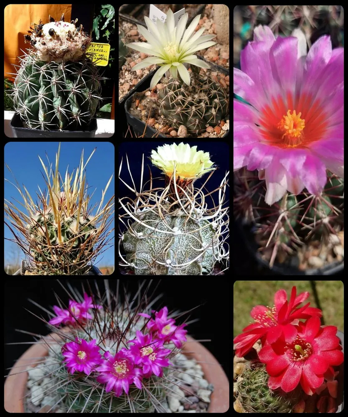 ��������� ���� ���������