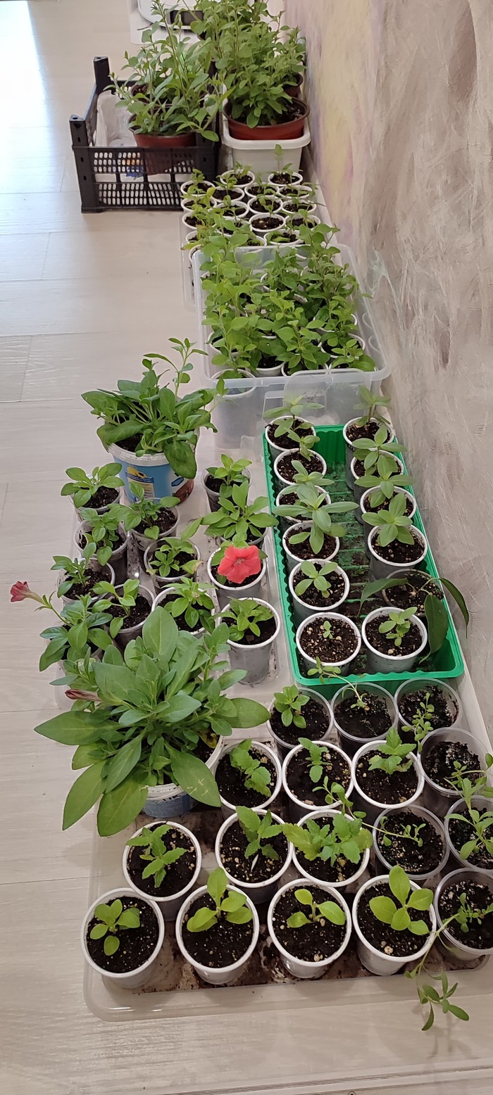 ������� ������ �����, ��� 2025