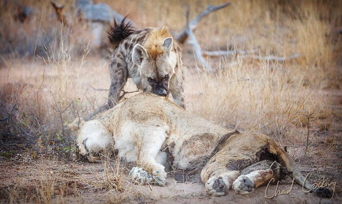 ����������� ����