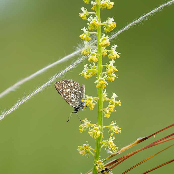 ������ �����