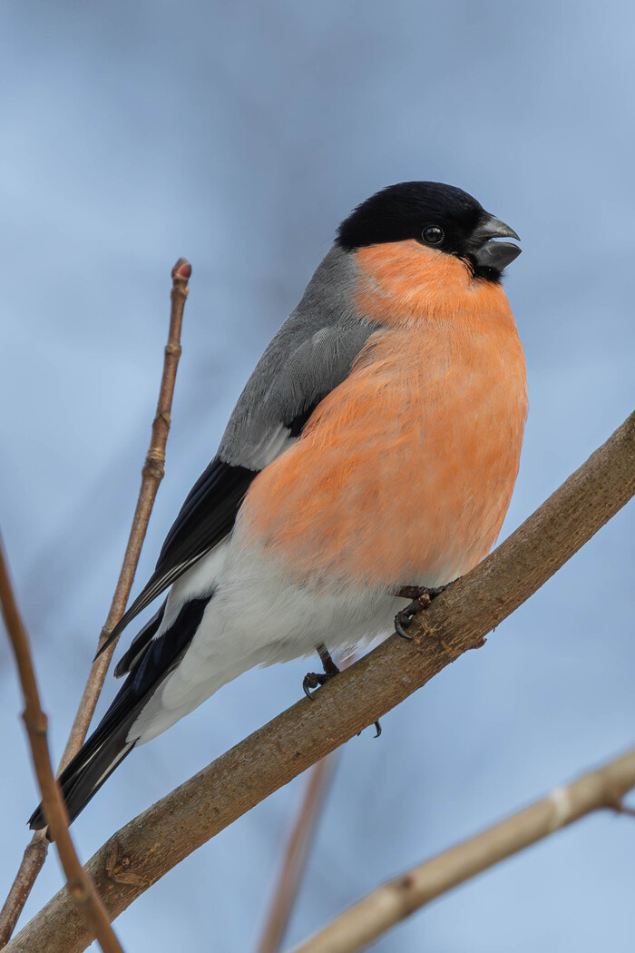 (���� �� ���� ��� ������� ��������)