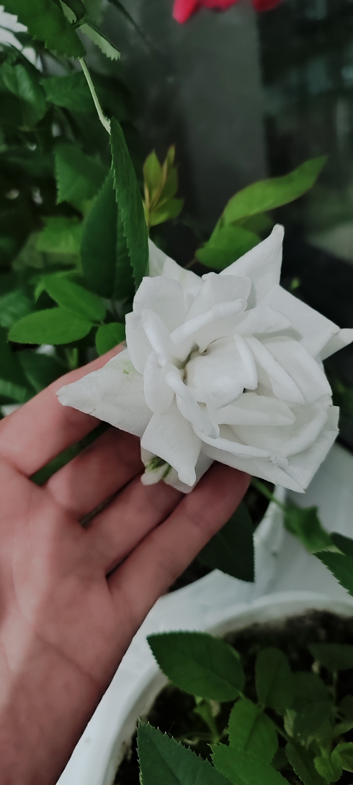 �������� ������� ������� ���� � ���� ��������)