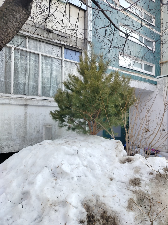 Выкини ёлку