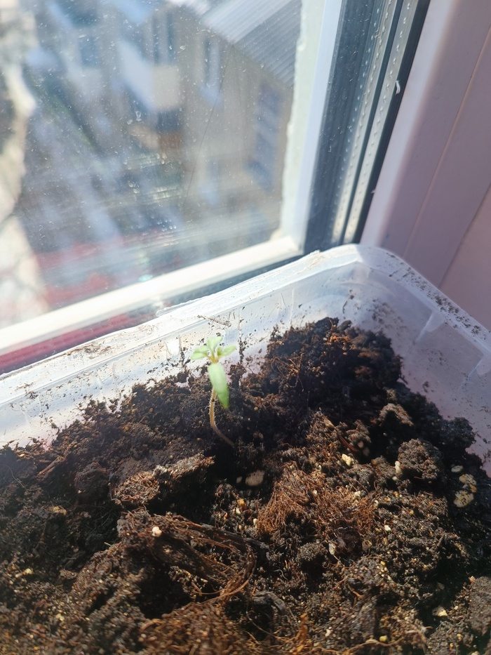 Так задолбало всё: зима, болезни, войны. Можно я просто похвастаюсь своим первенцем в этом году!