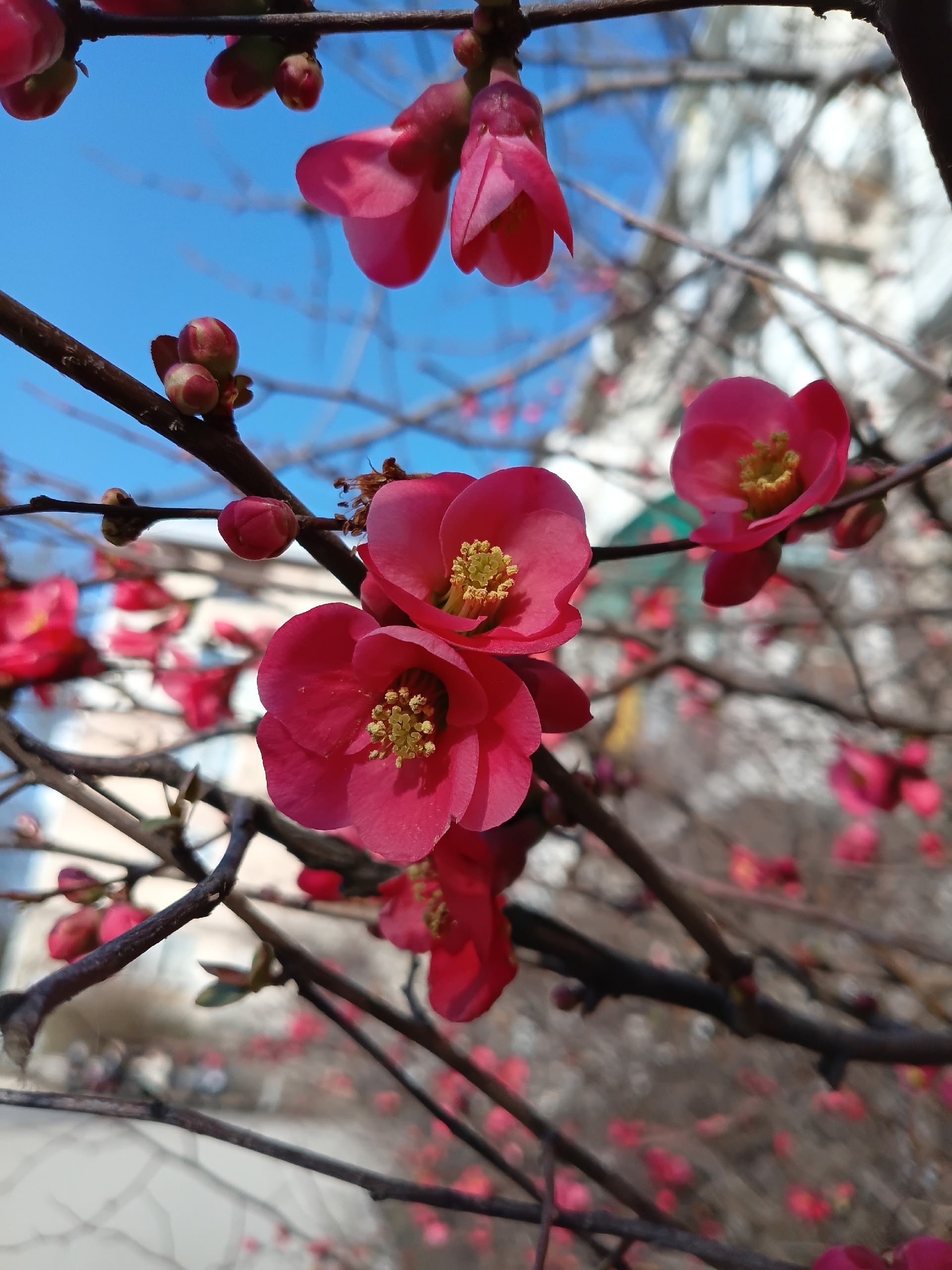Colors of spring - My, Mobile photography, Spring, Bloom, Longpost