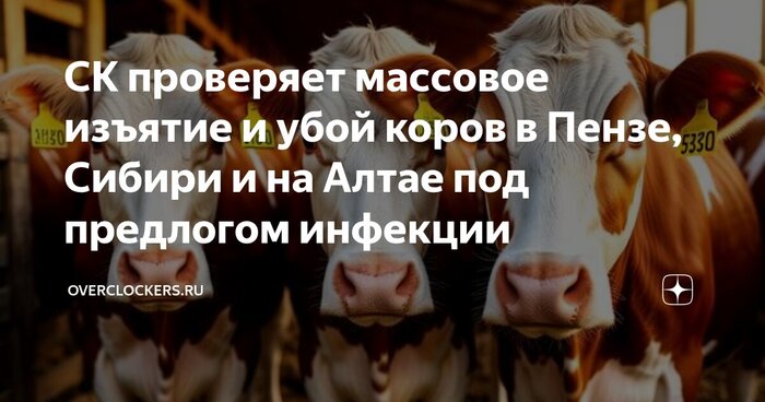 Забой скота, и про наше правительство