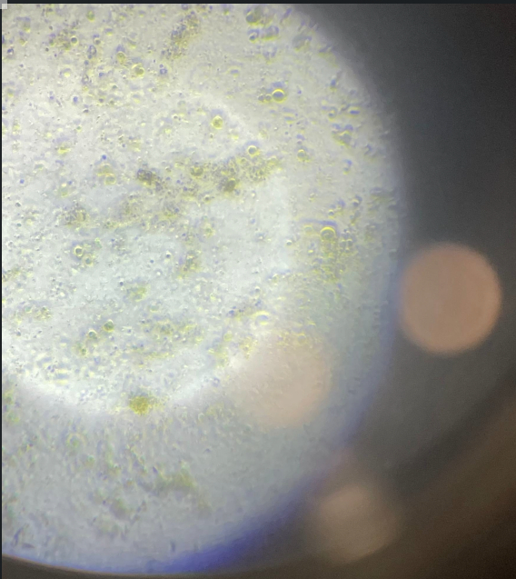 ��� � ������� ����������, �������� - �����. 