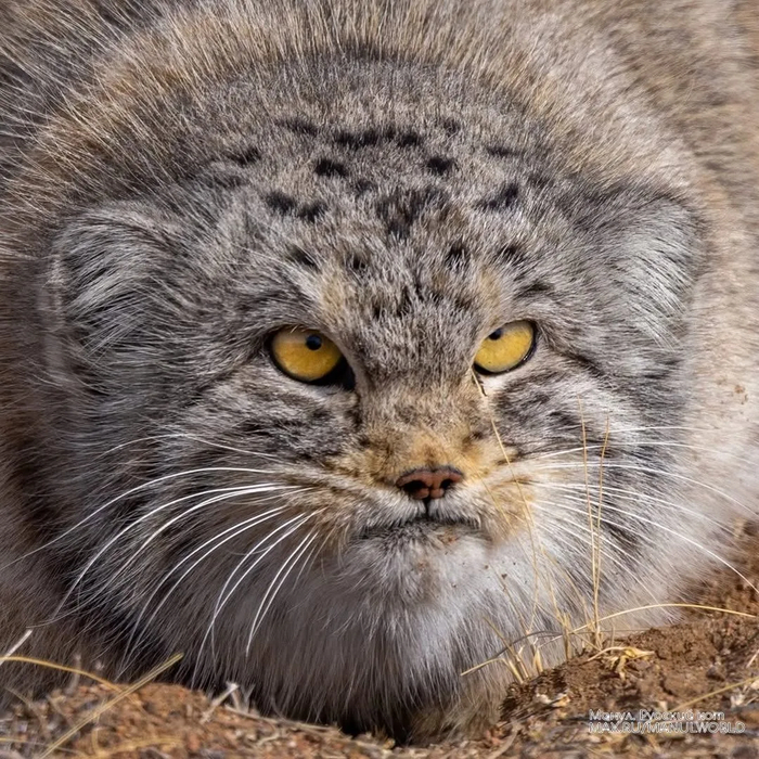 ���� �������