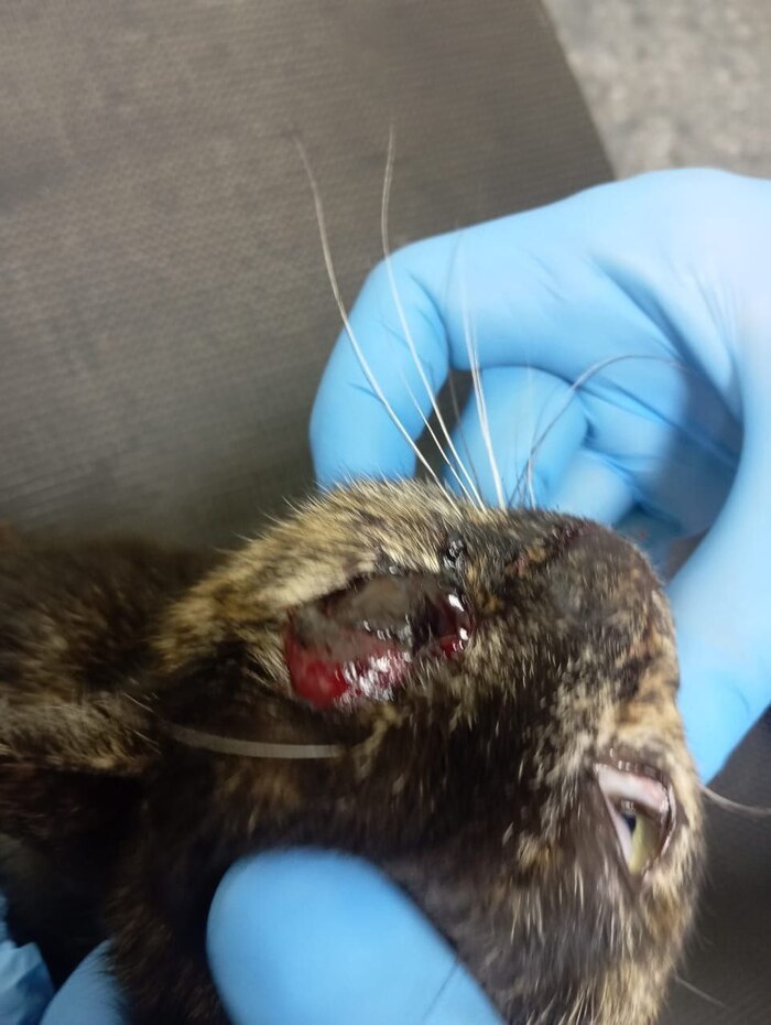 ������ �������� ����, ��� ��������