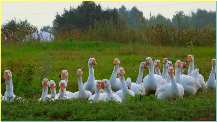 ����-����...