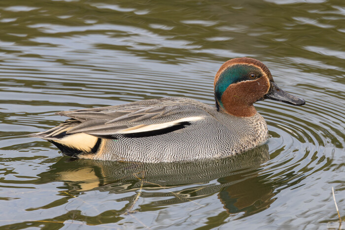 (���� �� �������� ��� ������� ��������)