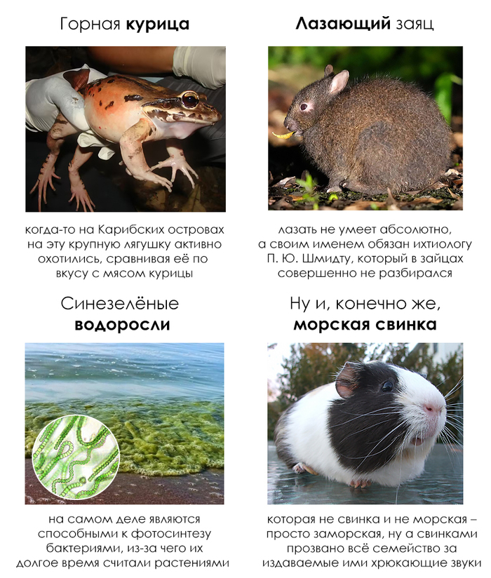 �������� ����� #82