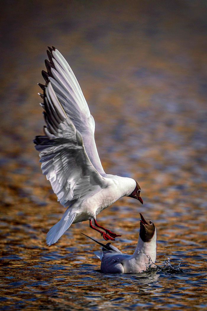 �������� �����