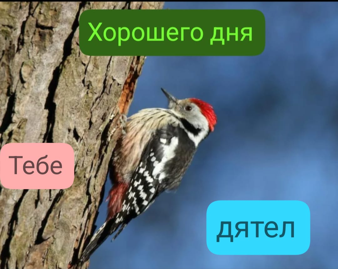 Monday - Monday, Wish, Humor, Positive, Birds, Great spotted woodpecker, No rating, Variability