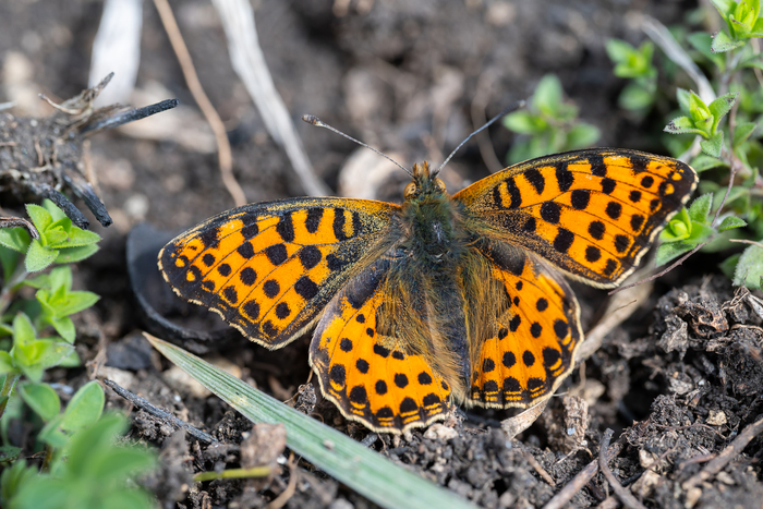 ������� ��� �� � ���������� � �������� �������� ���������� ������.������ ������� ���������� �������� ������� �� ����� )) � ��������� ������ ���� � ����� ������� ��� �� ����� �����, �� ����� ��� ����� :( 