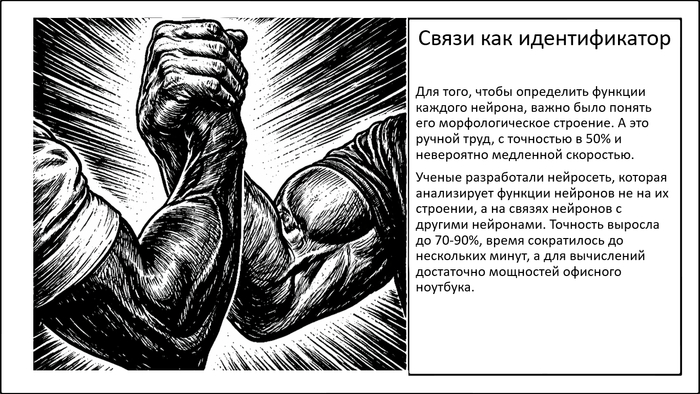 Искусственный интеллект и функции нейронов в мозге. Как связи определяют природу наших клеток