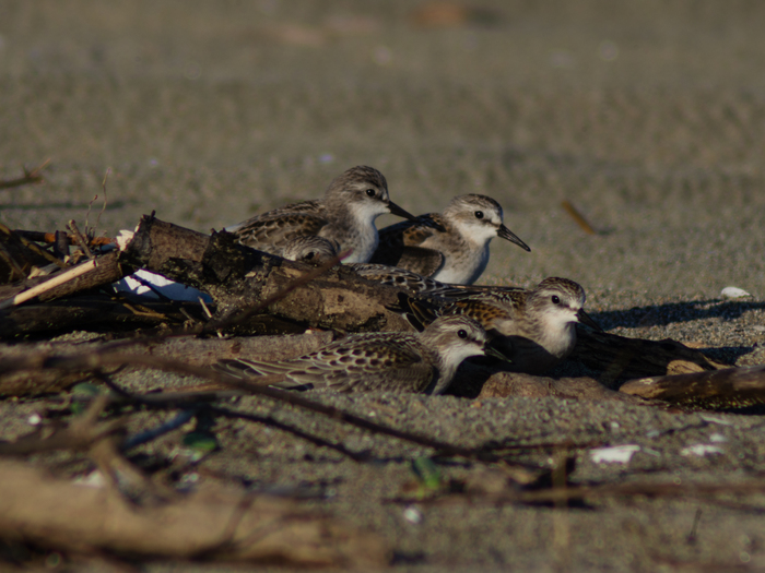 �����-������� 🐦