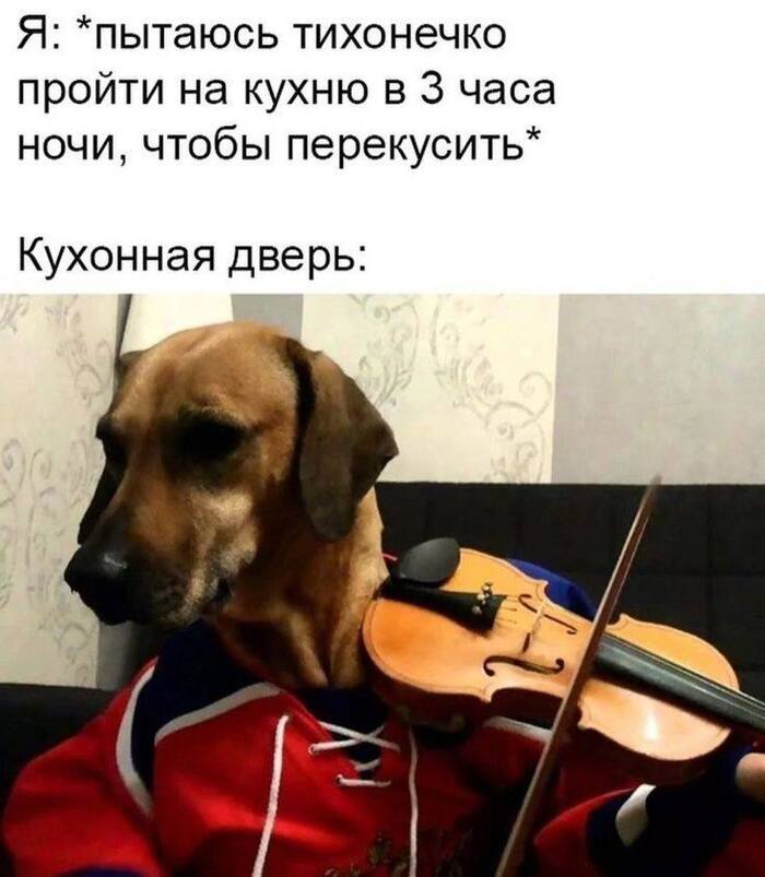 И кот сразу следом бежит
