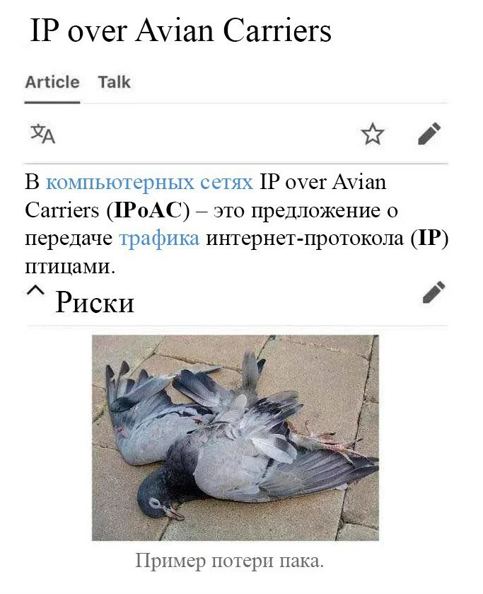 IP овер голубей - IT, Tcpip, Udp, Юмор, IT юмор